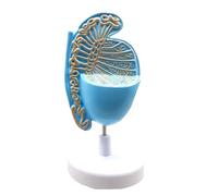 HUIBBGO Modelo de Estructura Testicular - Modelo anatómico de órganos Humanos - Modelo genitourinario anatómico - para capacitación médica educativa - Orientación sobre Matrimonio y Salud