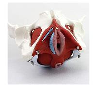 HUIBBGO Modelo de órgano Modelo anatómico de Pelvis Femenina Modelo anatómico de anatomía Entrenamiento en ginecología Regalo médico Pubis y órganos extraíbles Músculos del Suelo pélvico M