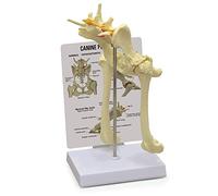 HUIBBGO Modelo de Pelvis Canina, Modelo de articulación de la Cadera Canina, Herramienta Veterinaria, réplica anatómica de la Pelvis Canina, Modelo didáctico de anatomía Animal.