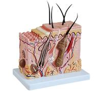 HUIBBGO Modelo de Piel Humana, Modelo anatómico ampliado 70X, Modelo didáctico de anatomía de la Piel Humana para Estudio y exhibición, Modelo médico para enseñanza