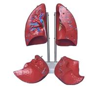 HUIBBGO Modelo de segmento pulmonar para respiración. Modelo anatómico del pulmón Humano a Escala 1:1 Desmontable con 4 Partes Desmontables y Textura Clara para comprender la Estructura.