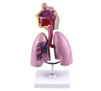 HUIBBGO Modelo del Sistema respiratorio Humano - Modelo anatómico Desmontable de órganos Humanos - Anatomía nasofaríngea Humana - Estructura pulmonar respiratoria - Modelo didáctico