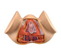 HUIBBGO Modelo didáctico Colorido, Modelo anatómico del perineo Femenino, Modelo de anatomía Humana, Modelo de anatomía ginecológica, Modelo de órganos reproductivos Femeninos, Modelo de ó
