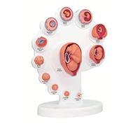 HUIBBGO Modelo didáctico de Crecimiento fetal Desmontable, Rompecabezas 4D para armar, Modelos didácticos de biología, Material de Apoyo para la formación médica y educativa.