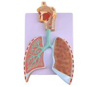 HUIBBGO Modelo didáctico del Sistema respiratorio Humano Desmontable. Modelo de Aumento alveolar. Modelos didácticos de biología. Material didáctico para la enseñanza.