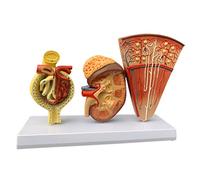 HUIBBGO Modelo didáctico Desmontable de riñón, nefronas y glomérulos. Modelo anatómico de órganos internos. Modelos didácticos de biología. Modelo de demostración anatómica para enseñanza