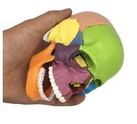 HUIBBGO Modelo didáctico, Modelo de anatomía craneal médica, Modelo de cráneo Humano para Estudio de anatomía, Modelo de Cabeza de cráneo Colorido para clínica Dental, Herramientas de ense