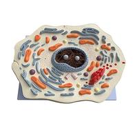 HUIBBGO Modelo didáctico: Modelo Estructural microscópico de células Animales. Modelos didácticos de anatomía biológica para el Aula de Ciencias. Estudio para la enseñanza.