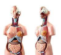 HUIBBGO Modelo Educativo de Torso Humano de 85 cm, Modelo de anatomía Corporal, Modelos anatómicos de órganos internos para recursos didácticos, Desmontable, 23 Piezas para la Escuela.