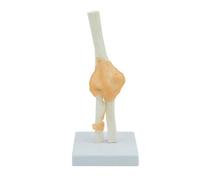 HUIBBGO Modelo Funcional de ligamento de la articulación del Codo Modelo anatómico de la articulación del Codo Esqueleto Anatomía médica Humana Tamaño Real Tipo Funcional Recursos didáctic