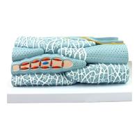 HUIBBGO Modelo microscópico de Tejido miocárdico Músculo Estriado Músculo Liso Músculo Estriado Fibra Estructural Célula Modelo ampliado Modelo Educativo Modelo de Tejido Muscular Liso Ana