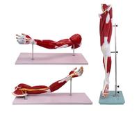 HUIBBGO Modelos de anatomía Muscular de Miembros Superiores e Inferiores Modelo de músculo Miembro Inferior Sistema Motor nervioso Vascular Músculo Grande de Miembro Superior Pierna 2 piez