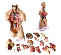 HUIBBGO Modelos de Esqueleto anatómico de 55 cm, Modelo anatómico de Torso Humano, Modelo 4D de tórax, Membrana del corazón, Juguete Educativo de PVC, Rompecabezas.