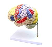 HUIBBGO Modelos médicos, Modelo de anatomía del Cerebro Humano, Modelo de Cerebro Humano con Aumento 2X, Modelo anatómico Humano del Cerebro Desmontable en 4 Partes, para enseñanza médica.