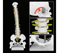 HUIOP Modelo de Columna Vertebral Humana con 5 Rodillos, Enseñanza de Estudio de Anatomía de Esqueleto de PVC Resistente, Gran Detalle con Tamaño de Hueso