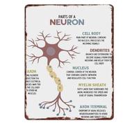 HUJWLBWF Neuroscience Learning Metal Tin Sign Parts Of A Neuron Anatomy Educational Wall Decor For Science Classroom 8 X 12 in
