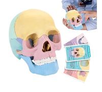 Human Anatomy Model - Detachable Human Head Skull, Colorful Skeleton Models | Educational Anatomical Model Kit, Anatomy Study Tool For Boys Girls Students Learning