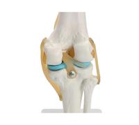 Human Anatomy Skeleton Life Size Knee Joint Anatomical Model Heart Skull Brain Skull Mod El In Trauma Nursing Manikin Train