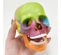 Human Anatomy Skull Model, 15 Part Detachable Design, 1/2 Size with Study Manual