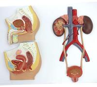 Human Anatomy Urinary Model - Bladder Catheterization & Renal Kidney for Medical Education