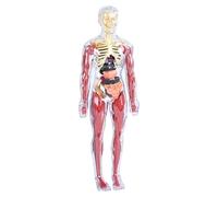 Human Body Anatomy Model - Interactive Science Educational Toy Learning Home School Classroom Biology Study Teaching Aid Gift | Size 28.5x10cm ABS PP Material 260g Durable Educational Lea