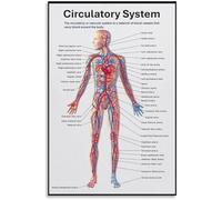 Human Body Circulation Diagram Canvas Wall-Art Educational Chart for Bedroom and Study(Unframed,08x12inch(20x30cm))