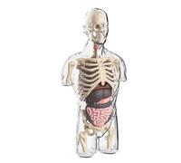 Human Body Kids - Transparent STEM Learning Toy, Interactive Half Torso Anatomy Model, Educational Assembly Kit for Physiology Study, Hands-On Science Activity | Stocking Stuffer Home Classroom