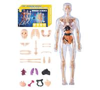 Human Body Model - 11 Inch Anatomical Torso Toy for Science Education, Interactive Learning with Assembly Function, Anatomy Kit for Students, Home, School, Homeschooling, Educational Use