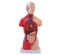 Human Body Model Interactive Anatomy Physiology Study Tools with 15 Piece Parts Organs for Medical Students Learning Human Biology PVC Material 28cm Height