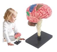 Human Brain, Anatomical Teaching Med with Color-Coded Arteries and Display Base, DIY Educational Brain for Classroom Study Science Teaching, Medical Student Learning Aid