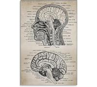 Human Brain Anatomy Chart Vintage Canvas Wall-Art Decor for Office and Modern Bedroom(Framed,12x18inch(30x45cm))