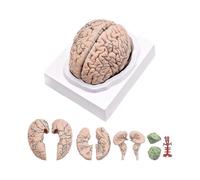 Human Brain,life Size Human Brain Anatomy Model with Display Base, for Science Classroom Study & Te