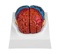 Human Brain Model Anatomy 2 Part Brain Model Color Coding with Display Base Brain Teaching Anatomy
