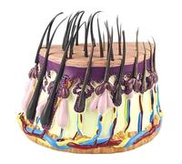Human Hair Structure Model, Healthy Hair Follicle Anatomy Model, Hair Follicles Enlarged Skin Model, Display Hair Structure Detailed and Sturdy PVC Material, Fine Craftsmanship, for Hospital