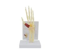 Human Hand Bone Model Hand Joint Attached Ligament Model Finger Bone Hand Palm