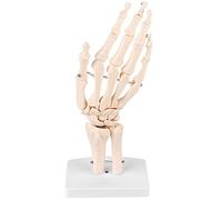 Human Hand Skeleton Model, Life Size Anatomical Skeleton Hand Model Human Finger Bone with Articulated Joints for Display and Study