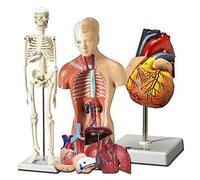 human heart, torso and skeleton model - 3d anatomy and physiology learning tool