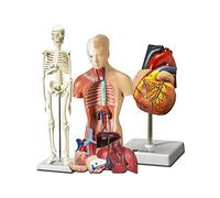 Human Heart, Torso And Skeleton Model - Hands-on 3d Model Learning Tool for Anatomy And Physiology