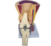 Human Knee Joint Model - Anatomical Skeleton Teaching Tool for Healthcare applications Education & Training