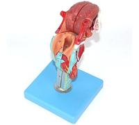 Human Larynx Model, 1:1 Human Throat Model with Tongue Tooth Vocal Folds Thyroid, Detachable 5 Parts, Shows Laryngeal Midsagittal Section, Realistic Details, for Studying, Demonstration