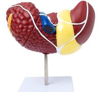Human Liver Anatomy Model - 1:1 Scale Medical Teaching Aid for Digestive & Pathological Liver Demonstration