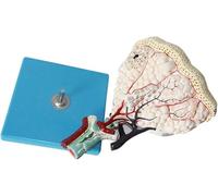 Human Lung Anatomy Model - Detailed Respiratory Teaching Tool with 25 Digital Signs for Educational Use