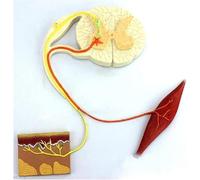 Human Medical Nerve Reflex ARC Model Human Reflection Model Nerve Conduction Nervous System Anatomy Anatomical for Learning Science Classroom Study Display