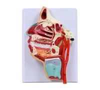 Human Nariz Cuello Modelo Anatómico Orales Humanos Cavidad Cavidad Herramienta de Enseñanza para Ciencia Aula Estudio Pantalla Orales Modelo Médico Nasal para Aula