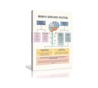 Human Nervous System Poster Positive Wall Art Mental Health Poster Therapy Office Decoration Hanging Vertical Canvas Prints for Kitchen(Unframed,12x18inch(30x45cm))