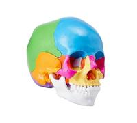 Human Skull Model, Life-Size Painted Anatomy Skull Model, A