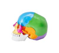 Human Skull Model, Life-Size Painted Anatomy Skull Model, PVC Anatomical Skull A