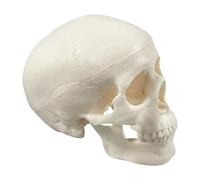 Human Skull, Skeleton Head Replicas, Realistic Detailing for Study, Compact Size Display Model, Anatomy Learning Tool for Halloween Crafts Classroom Education Teaching Offices Decor 3.74x2.95x2.56in