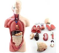 Human Torso Anatomy Model with 15 Removable Parts - Educational Tool for Medical Students, 11 Inch