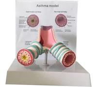 Human Tracheal Anatomy Model - 3D Bronchial Model for Asthma Education and Teaching Display